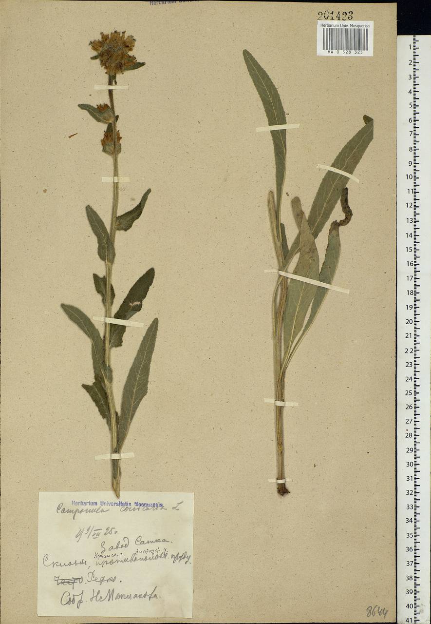 Campanula cervicaria L., Eastern Europe, Eastern region (E10) (Russia)
