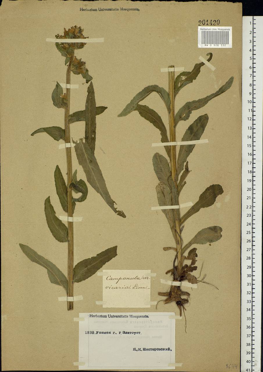 Campanula cervicaria L., Eastern Europe, Eastern region (E10) (Russia)