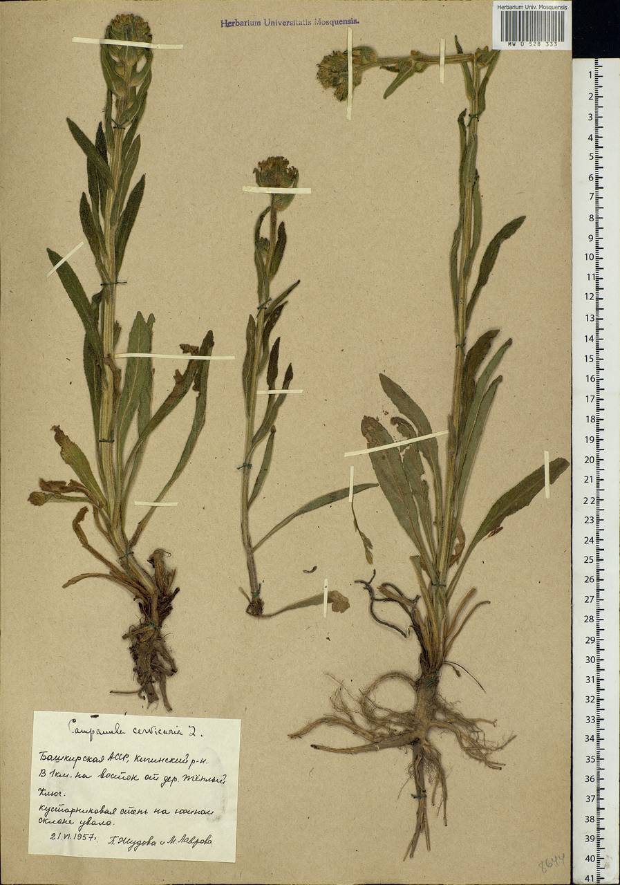 Campanula cervicaria L., Eastern Europe, Eastern region (E10) (Russia)