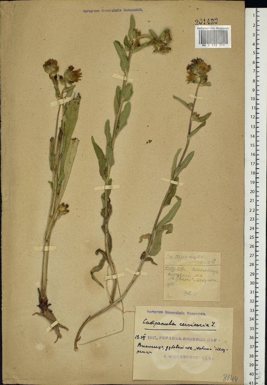 Campanula cervicaria L., Eastern Europe, South Ukrainian region (E12) (Ukraine)