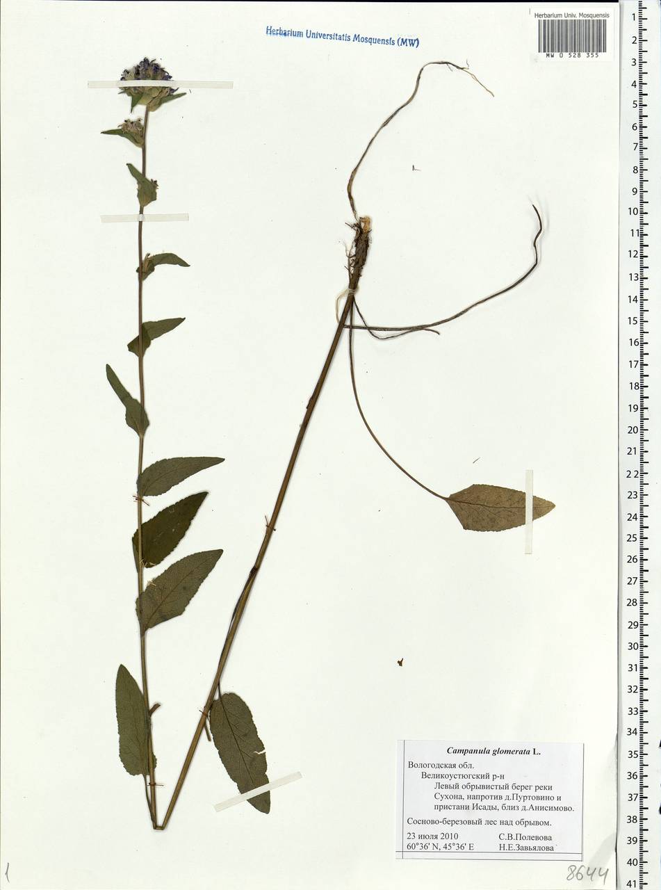 Campanula glomerata L., Eastern Europe, Northern region (E1) (Russia)