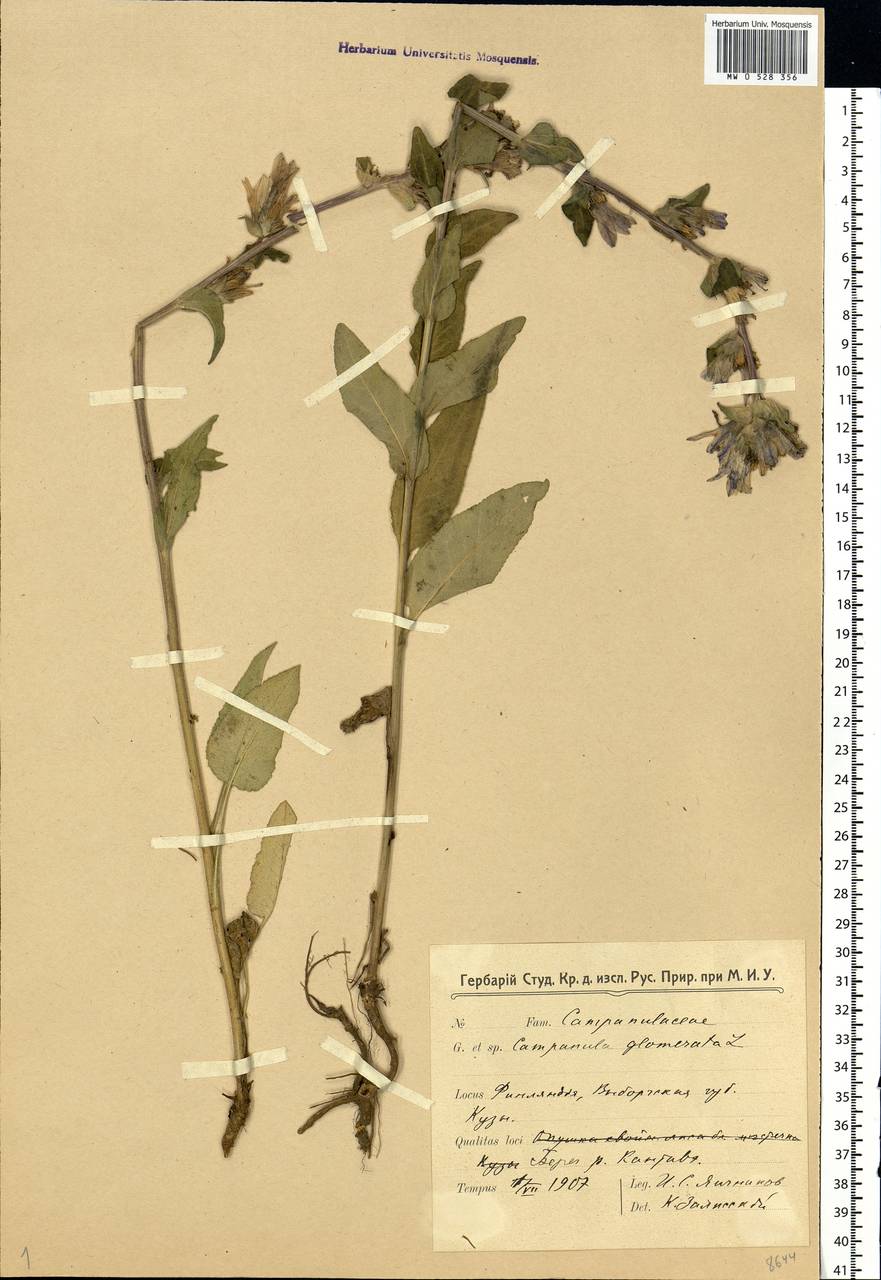 Campanula glomerata L., Eastern Europe, North-Western region (E2) (Russia)