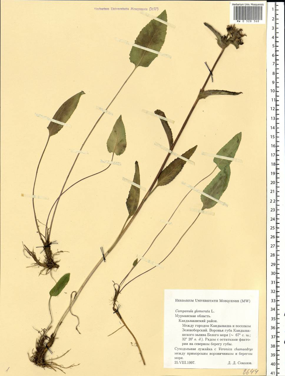 Campanula glomerata L., Eastern Europe, Northern region (E1) (Russia)