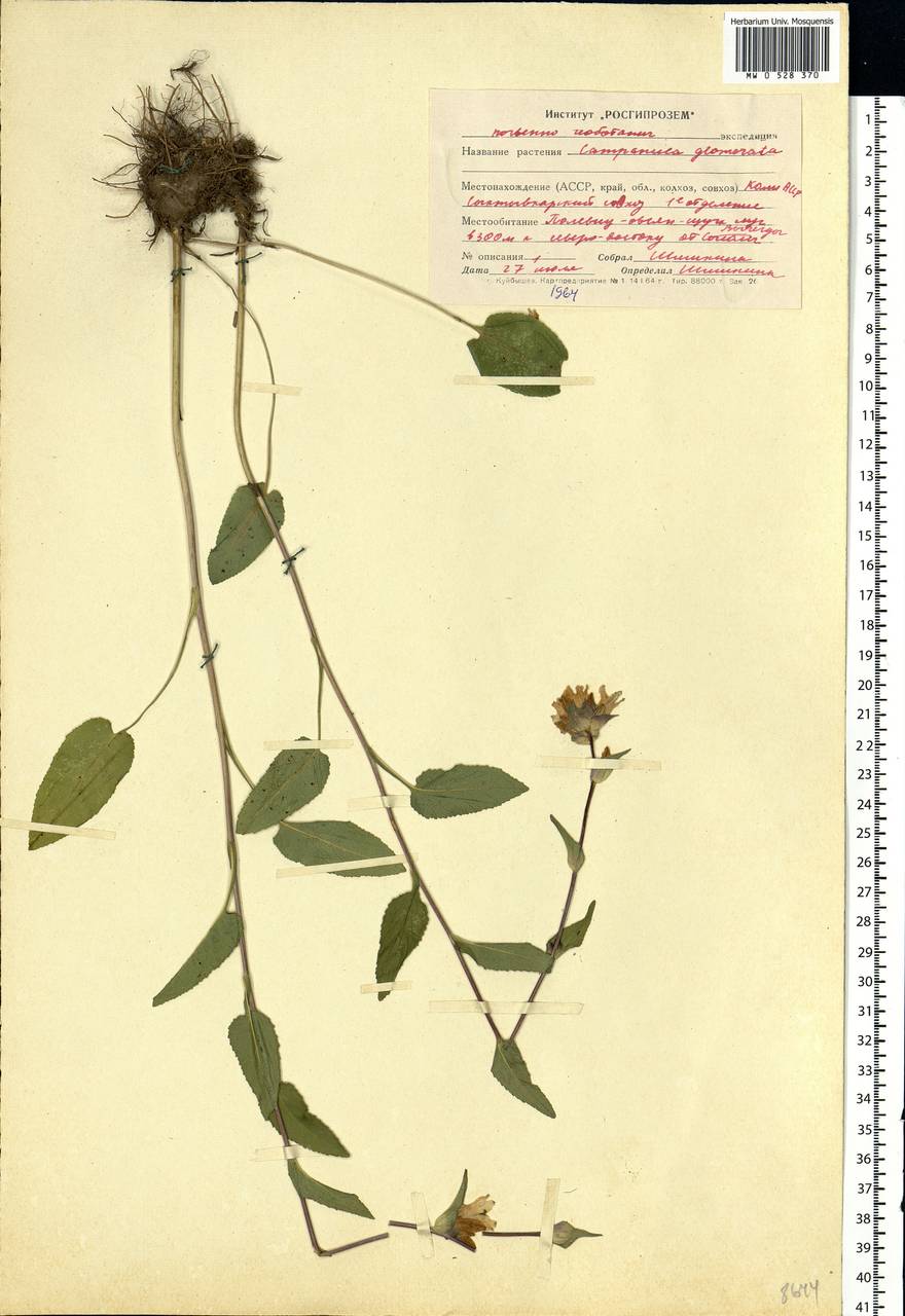 Campanula glomerata L., Eastern Europe, Northern region (E1) (Russia)