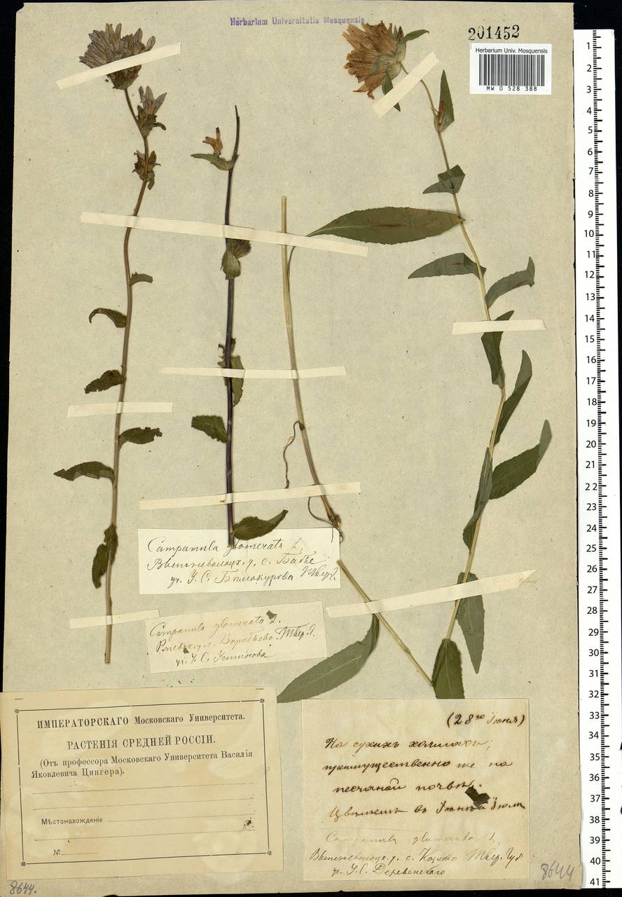 Campanula glomerata L., Eastern Europe, North-Western region (E2) (Russia)