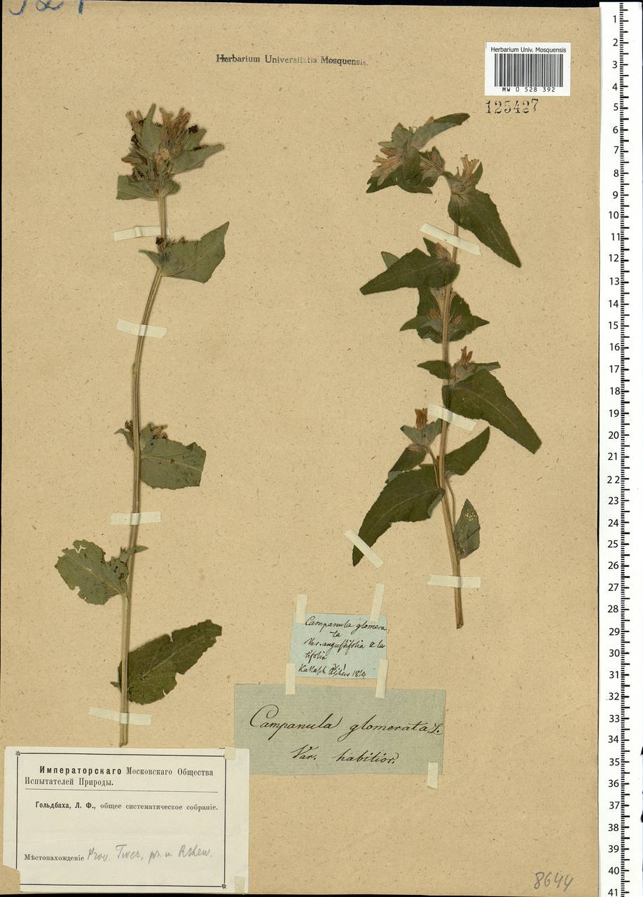 Campanula glomerata L., Eastern Europe, North-Western region (E2) (Russia)