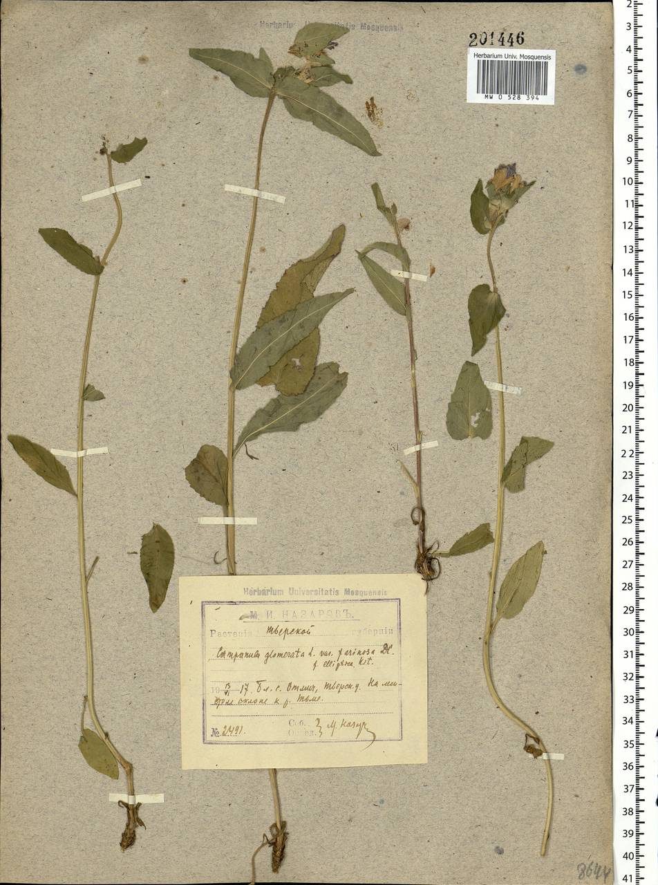 Campanula glomerata L., Eastern Europe, North-Western region (E2) (Russia)