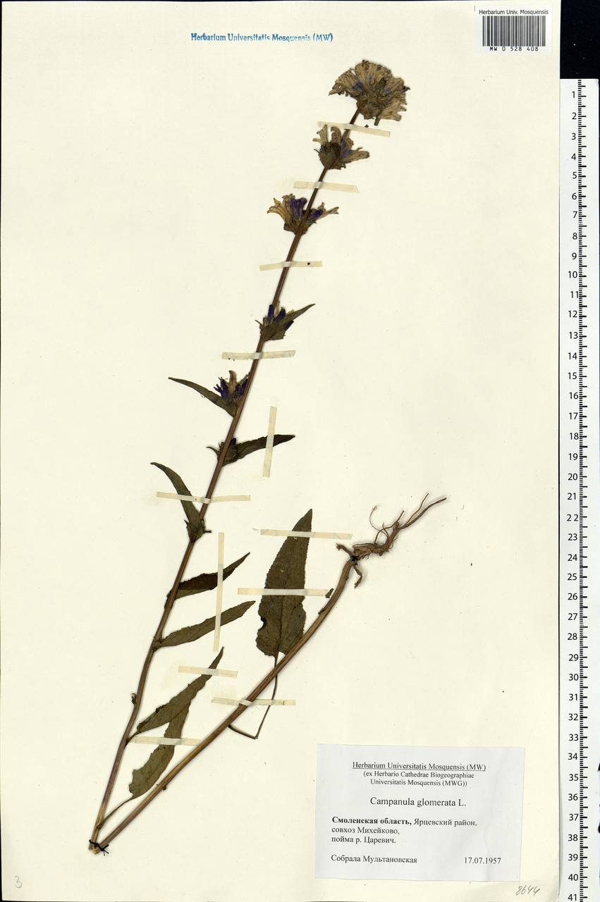 Campanula glomerata L., Eastern Europe, Western region (E3) (Russia)