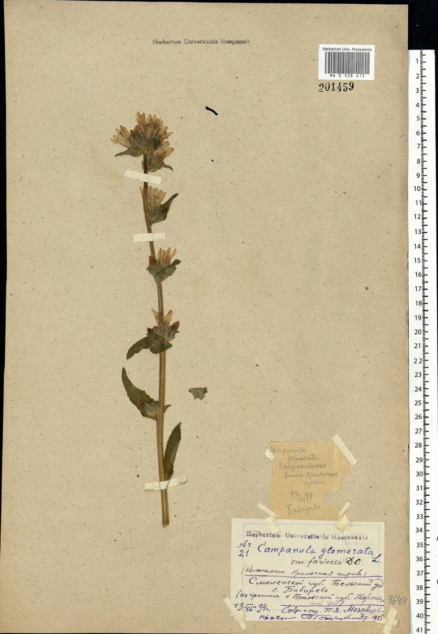 Campanula glomerata L., Eastern Europe, North-Western region (E2) (Russia)