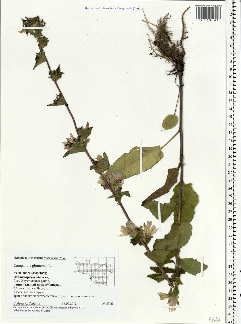 Campanula glomerata L., Eastern Europe, Central region (E4) (Russia)