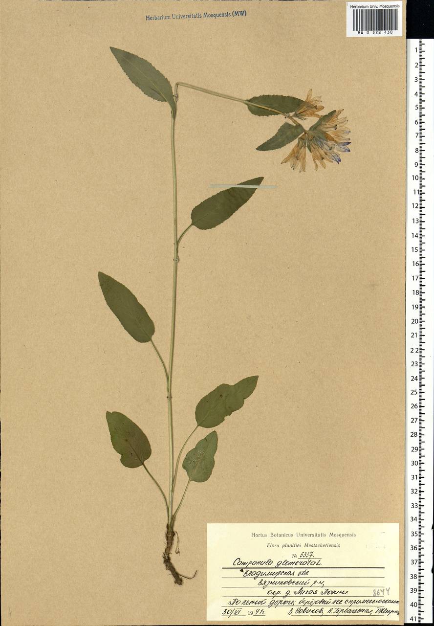 Campanula glomerata L., Eastern Europe, Central region (E4) (Russia)