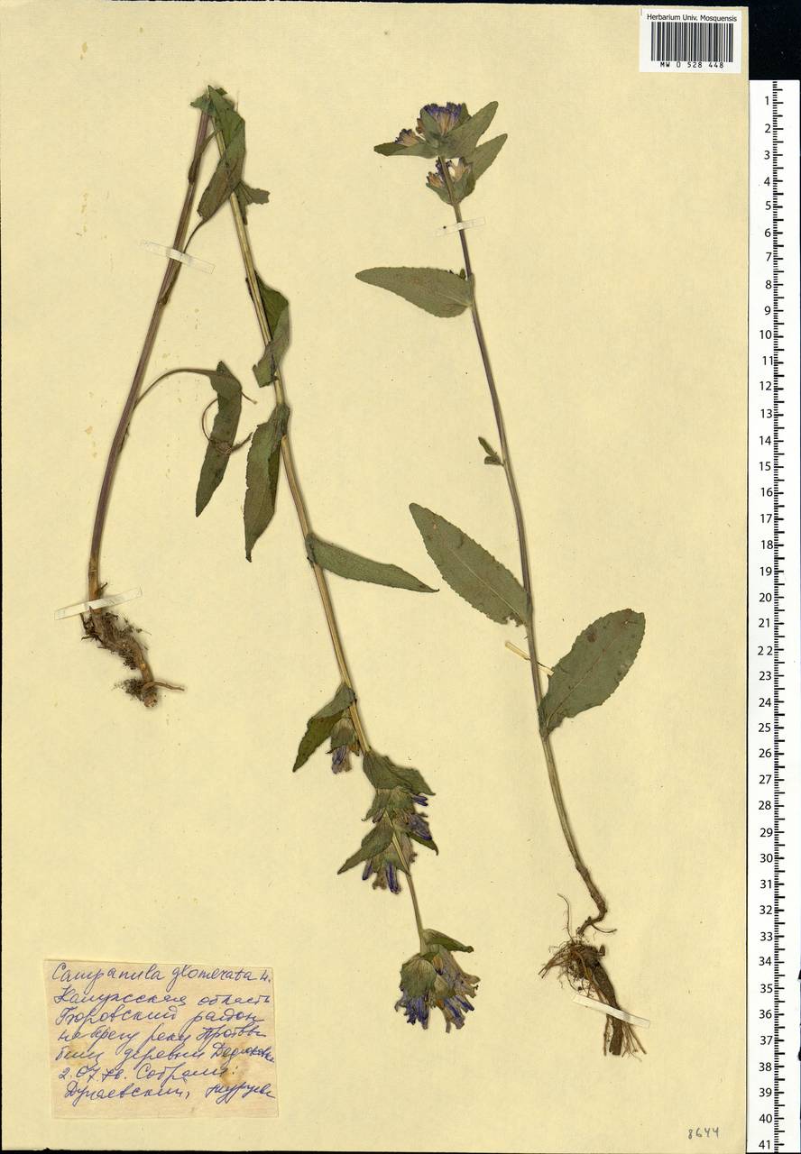 Campanula glomerata L., Eastern Europe, Central region (E4) (Russia)