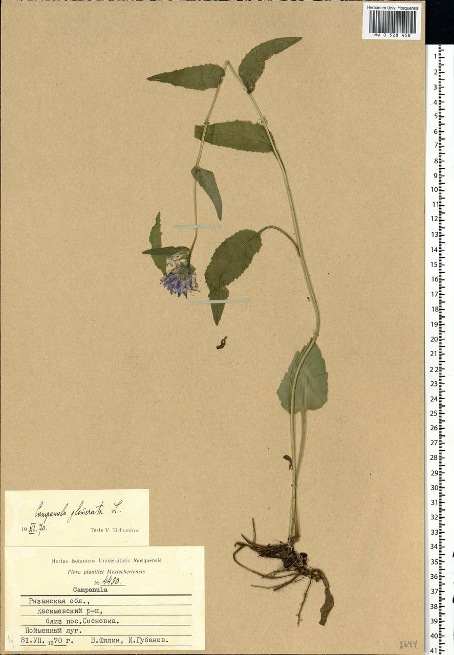 Campanula glomerata L., Eastern Europe, Central region (E4) (Russia)