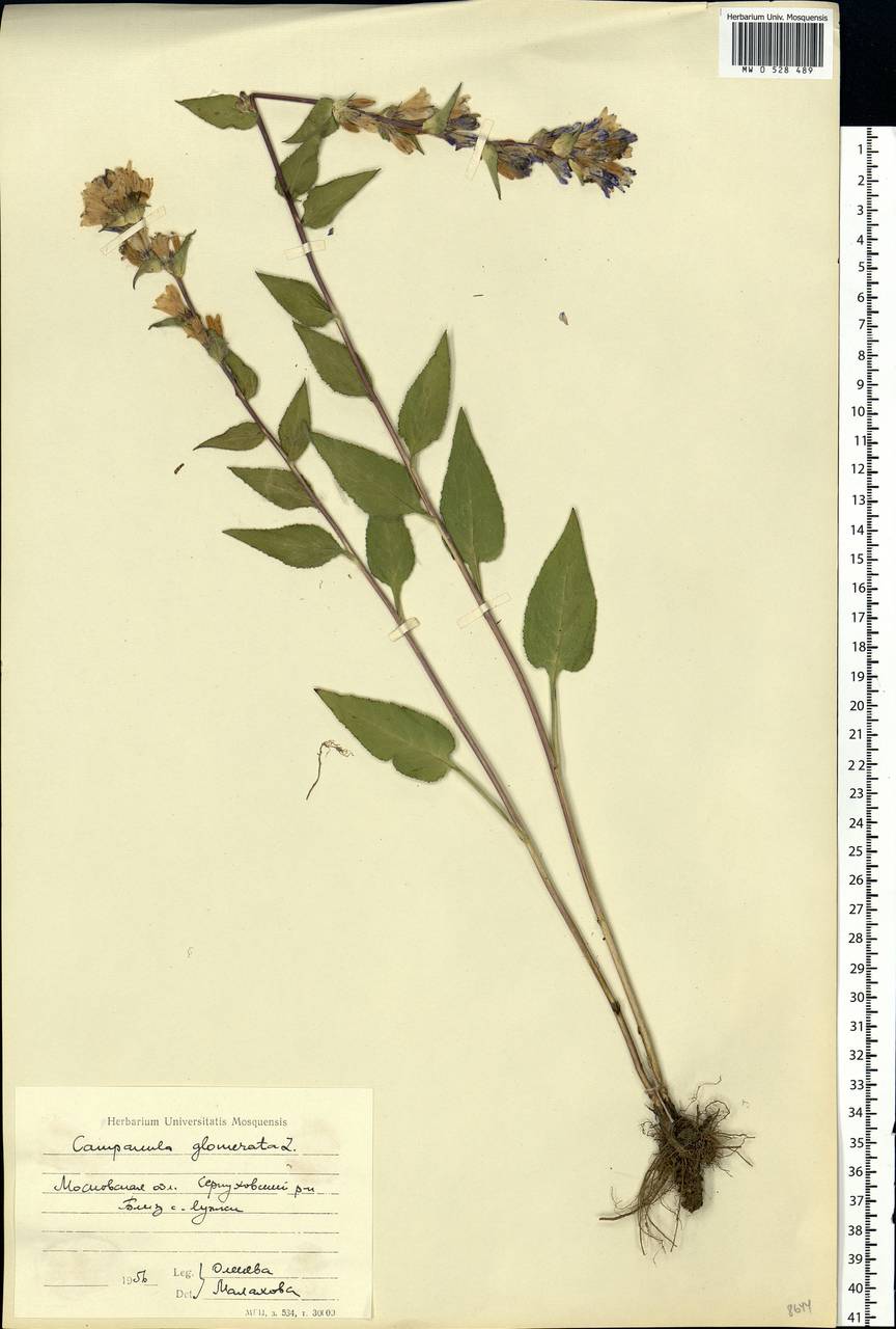Campanula glomerata L., Eastern Europe, Moscow region (E4a) (Russia)