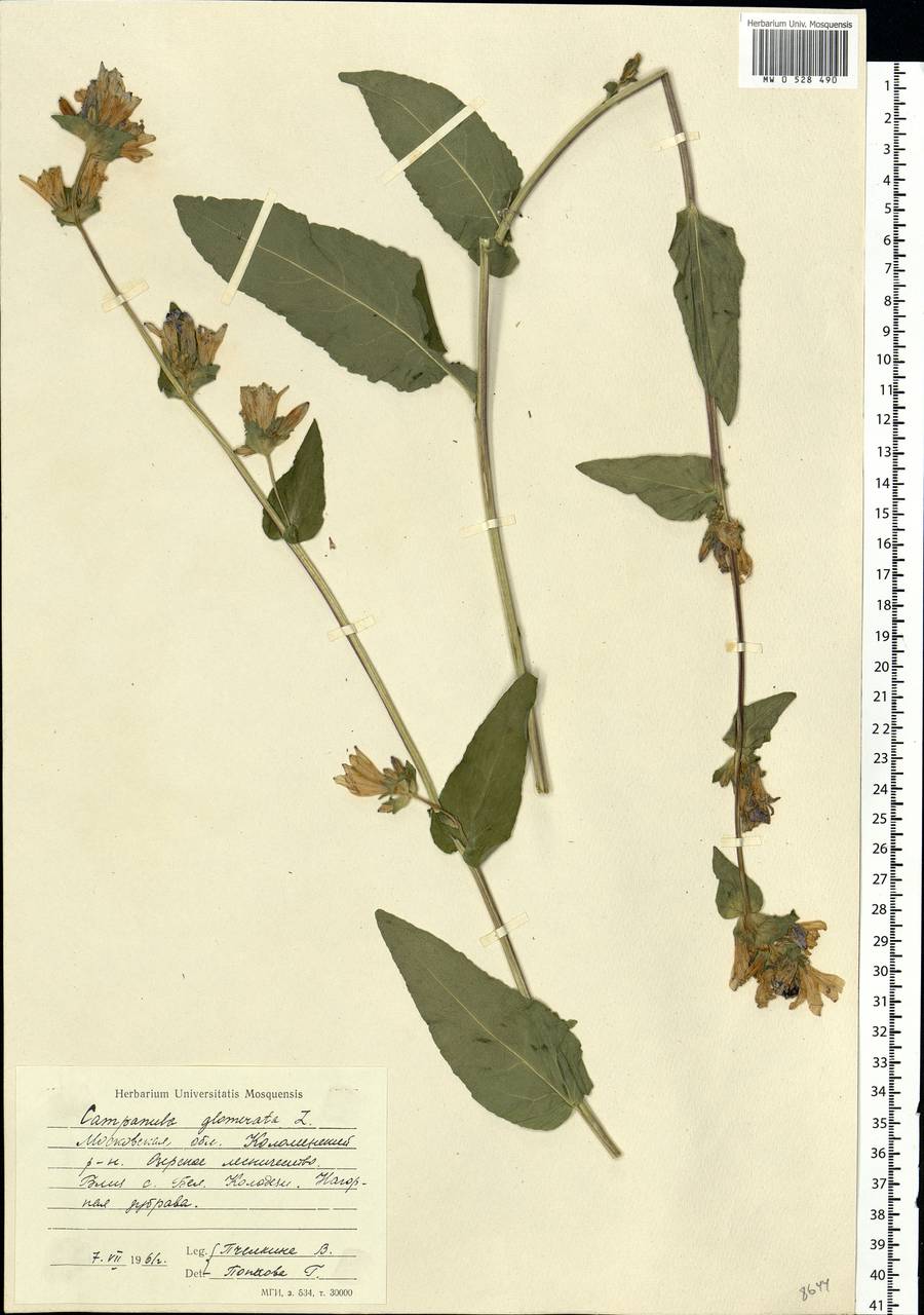 Campanula glomerata L., Eastern Europe, Moscow region (E4a) (Russia)