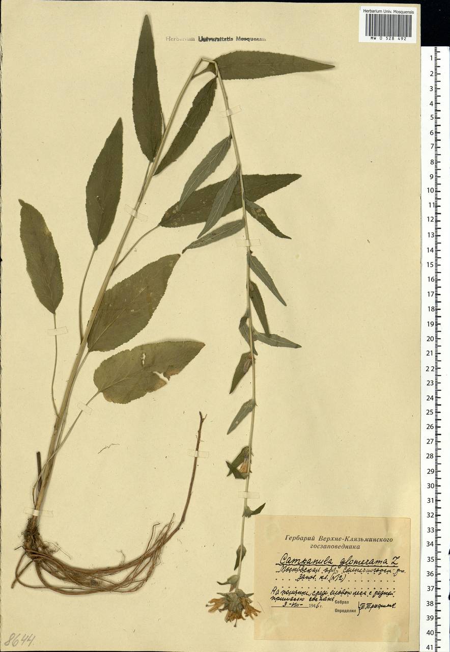 Campanula glomerata L., Eastern Europe, Moscow region (E4a) (Russia)