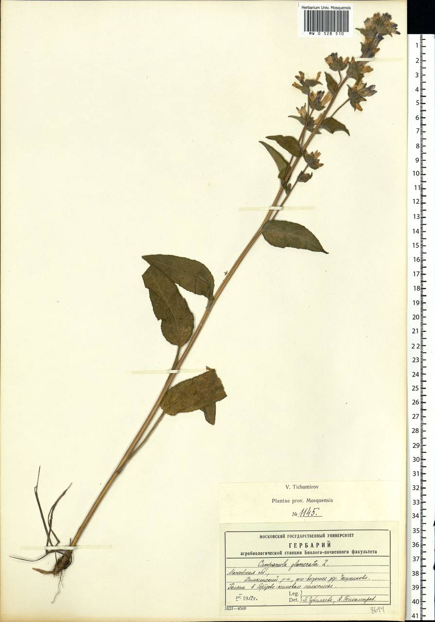 Campanula glomerata L., Eastern Europe, Moscow region (E4a) (Russia)