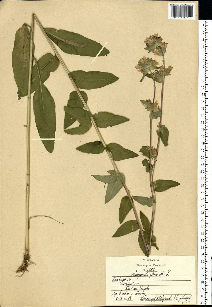Campanula glomerata L., Eastern Europe, Moscow region (E4a) (Russia)