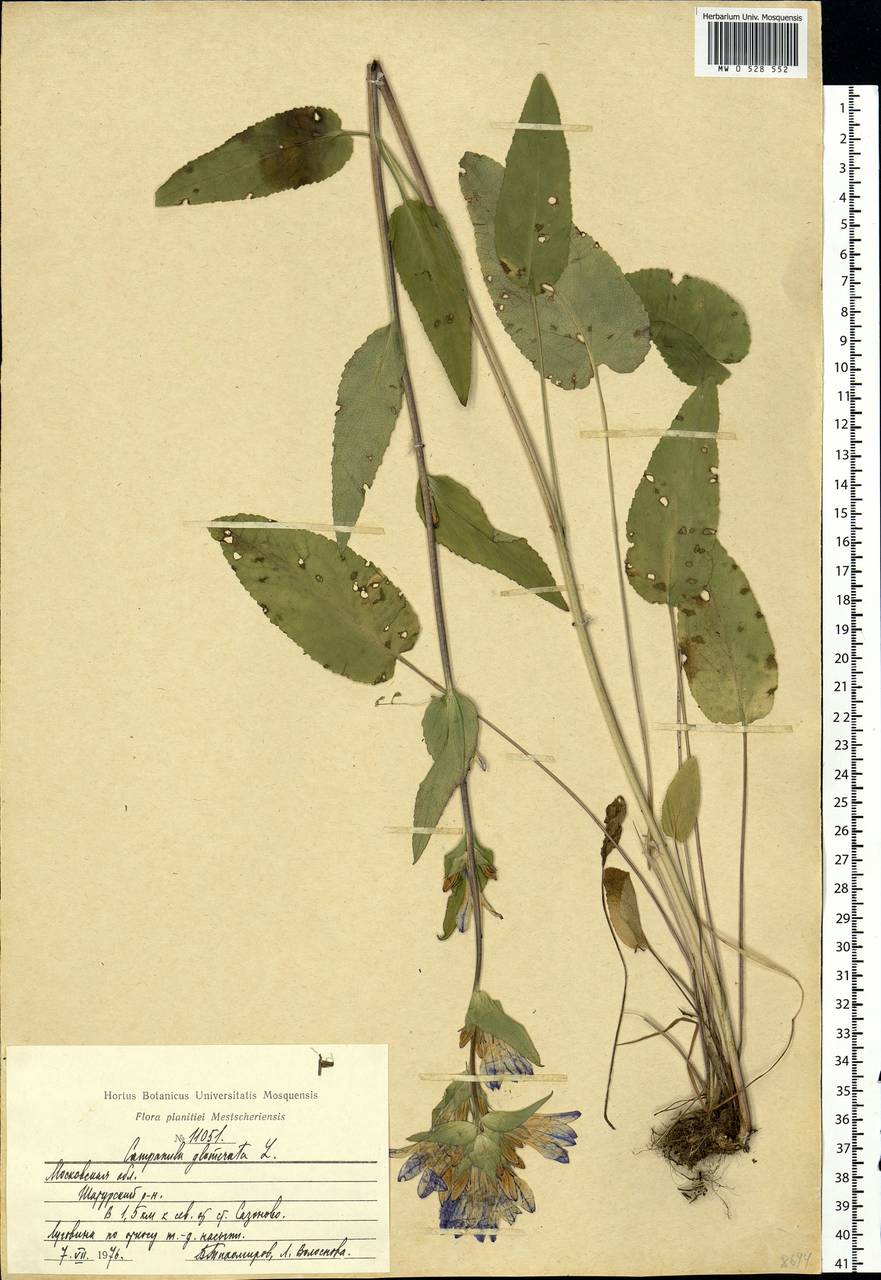 Campanula glomerata L., Eastern Europe, Moscow region (E4a) (Russia)