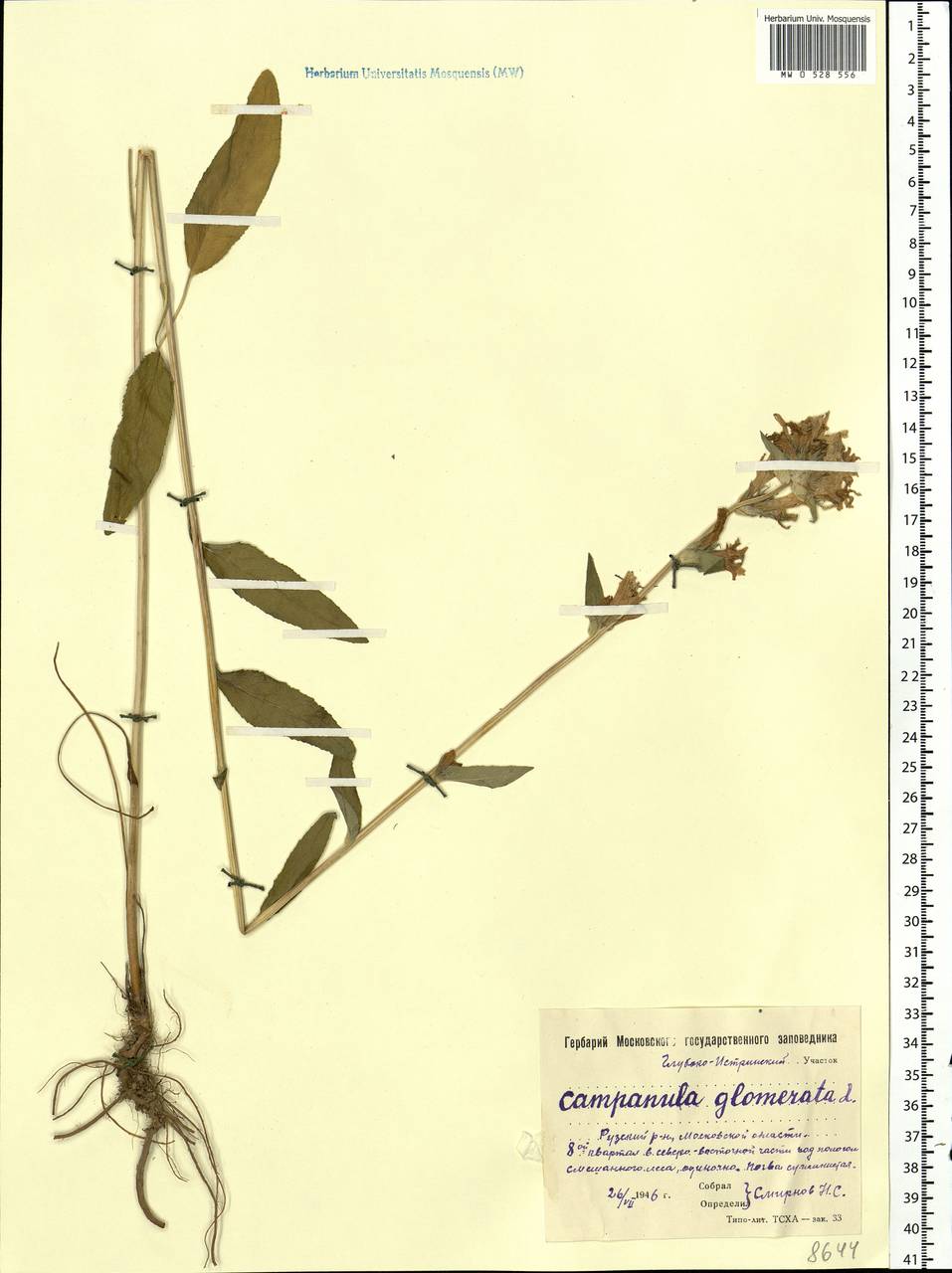 Campanula glomerata L., Eastern Europe, Moscow region (E4a) (Russia)