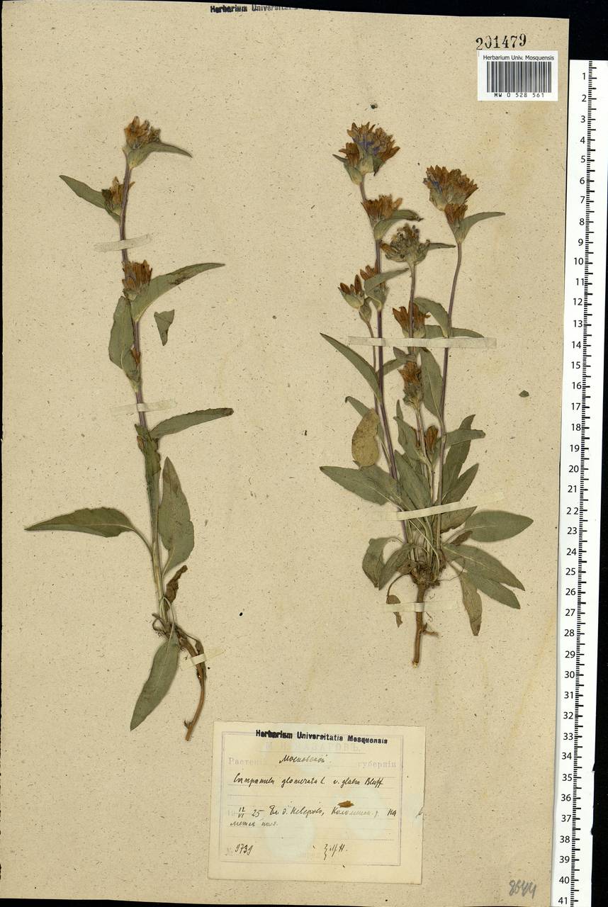 Campanula glomerata L., Eastern Europe, Moscow region (E4a) (Russia)