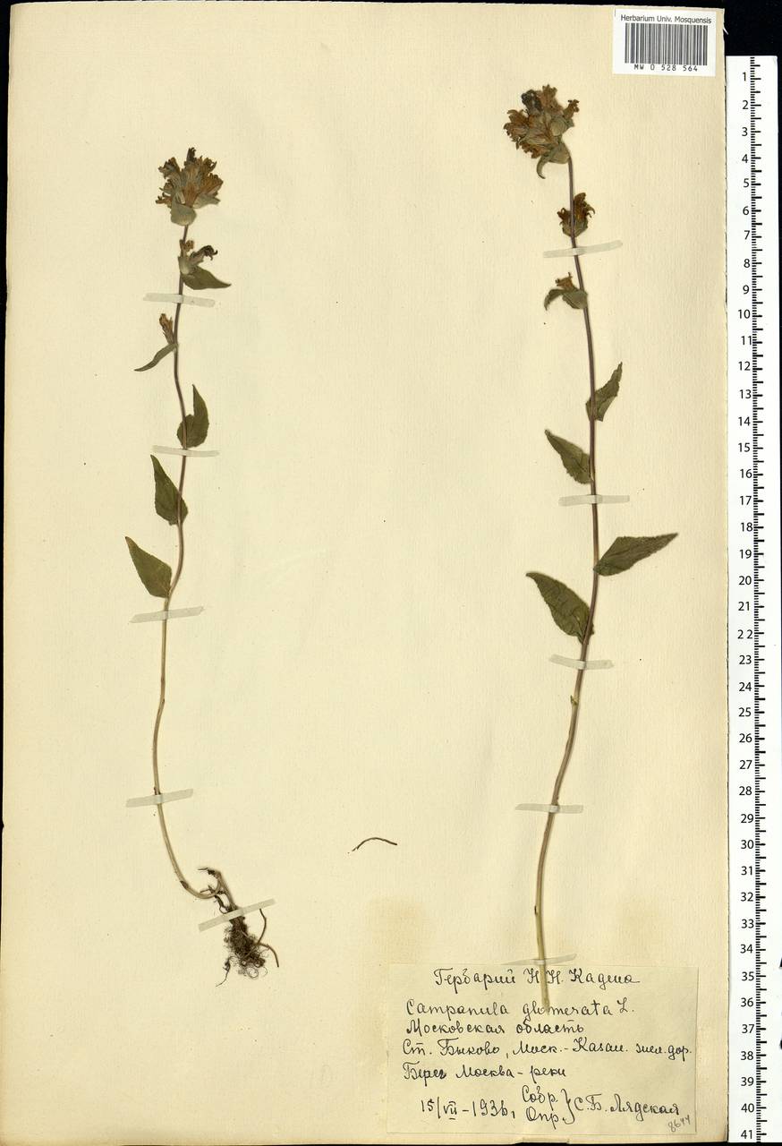 Campanula glomerata L., Eastern Europe, Moscow region (E4a) (Russia)