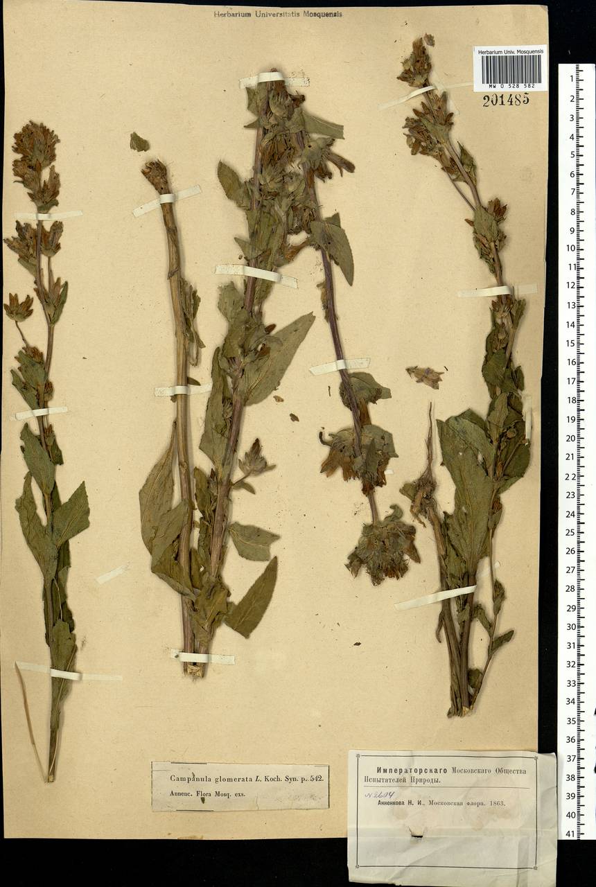 Campanula glomerata L., Eastern Europe, Moscow region (E4a) (Russia)