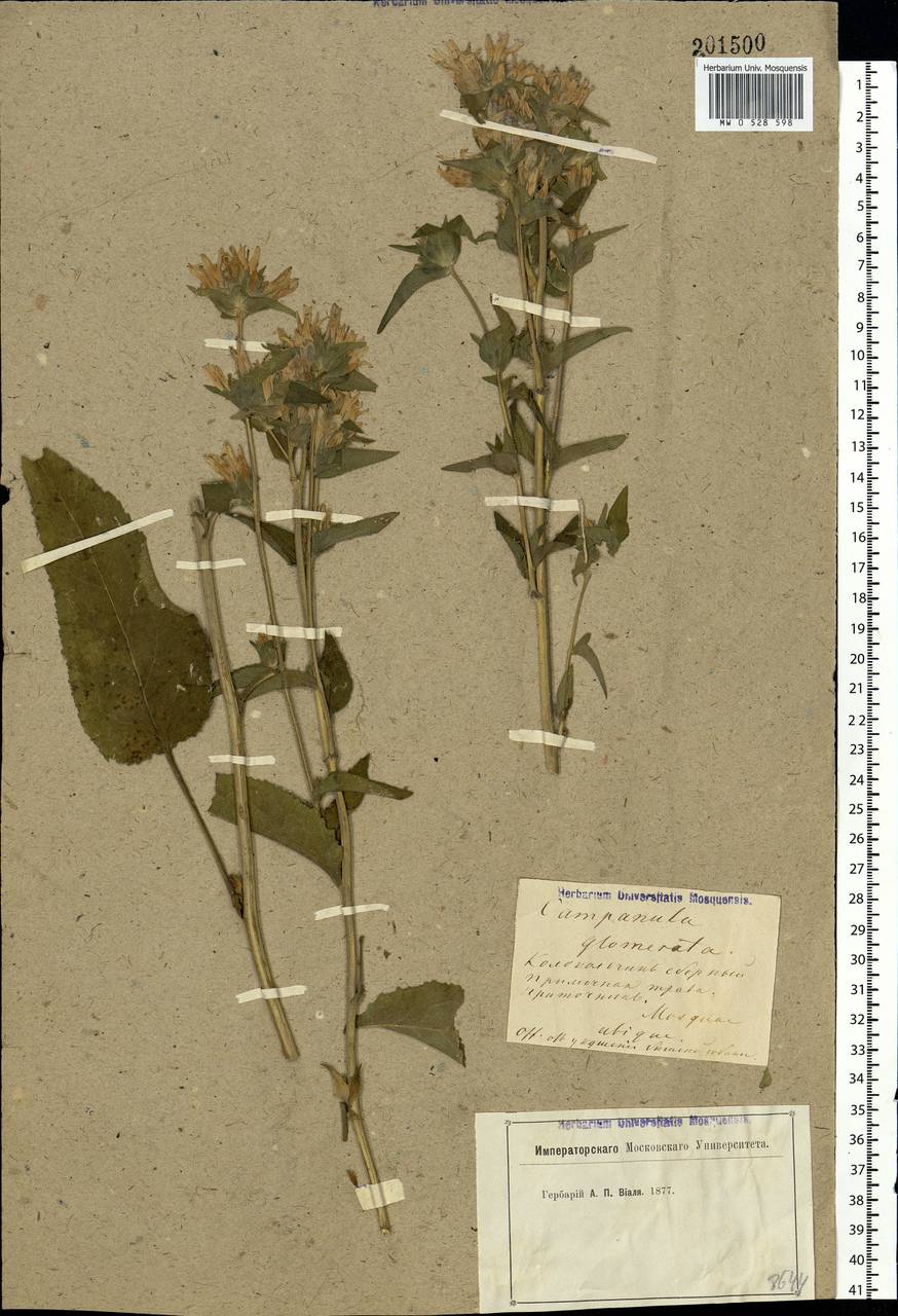 Campanula glomerata L., Eastern Europe, Moscow region (E4a) (Russia)