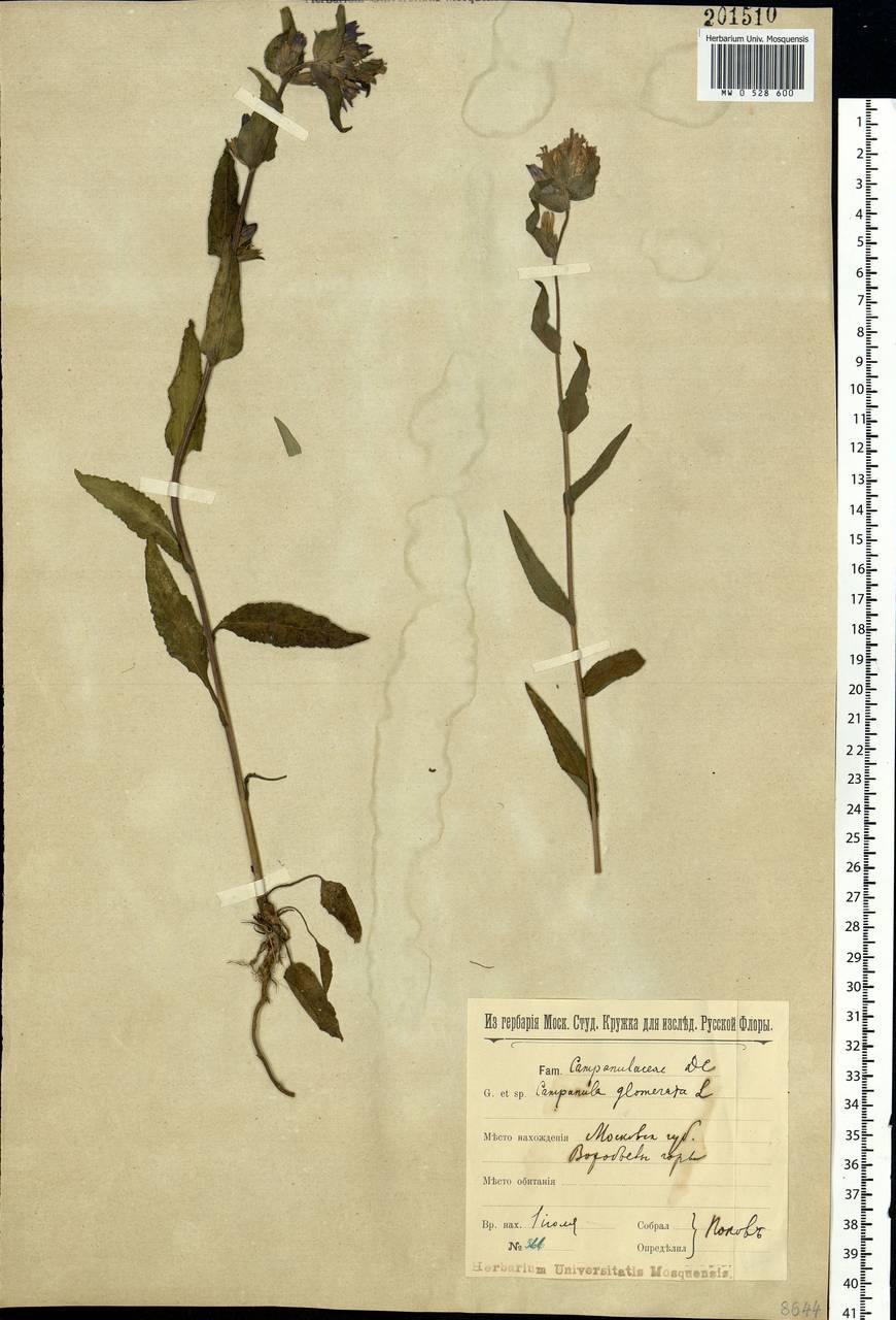 Campanula glomerata L., Eastern Europe, Moscow region (E4a) (Russia)