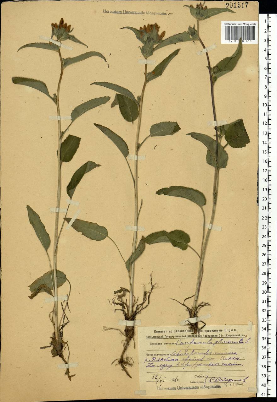 Campanula glomerata L., Eastern Europe, Central region (E4) (Russia)