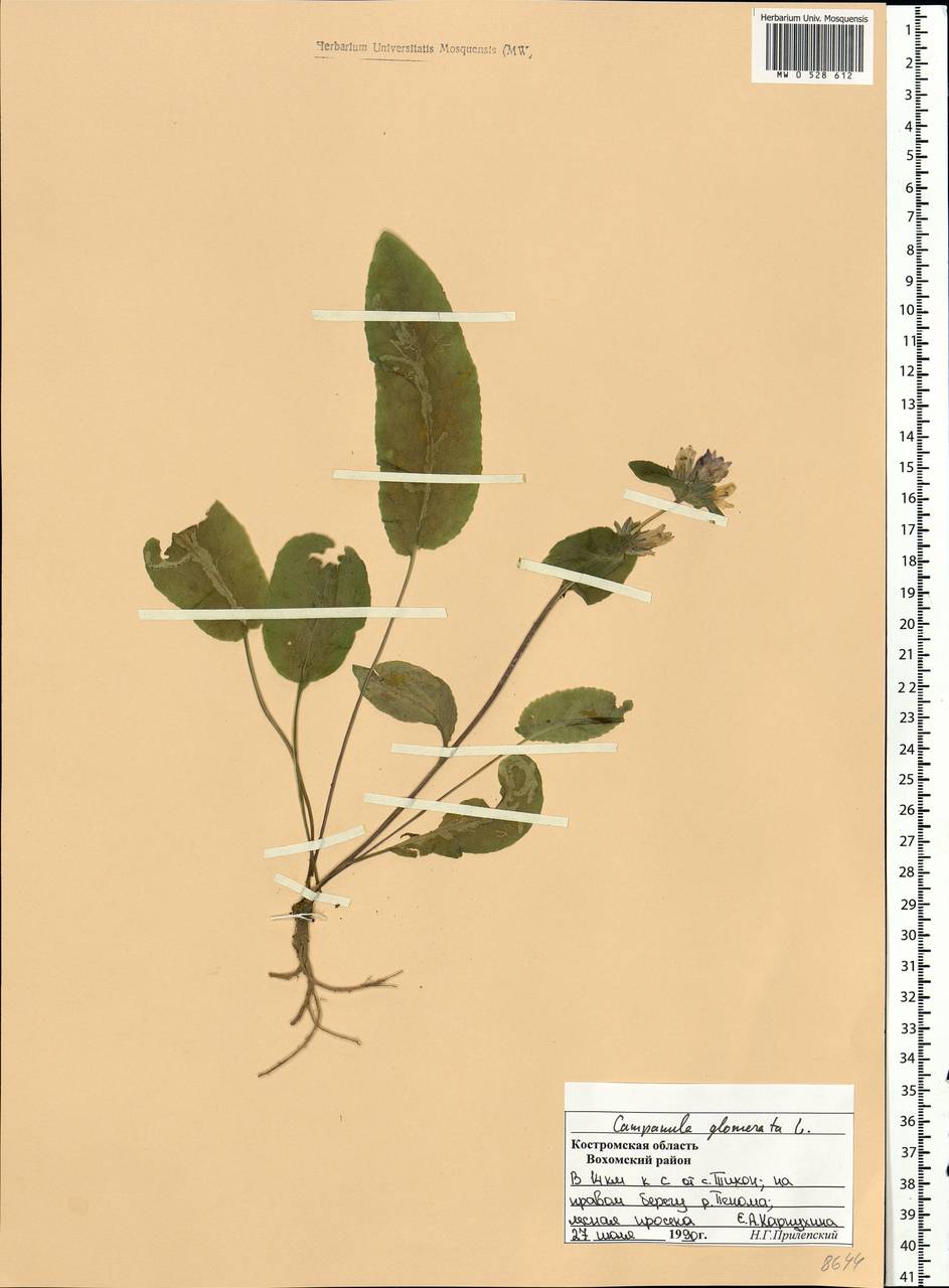 Campanula glomerata L., Eastern Europe, Central forest region (E5) (Russia)