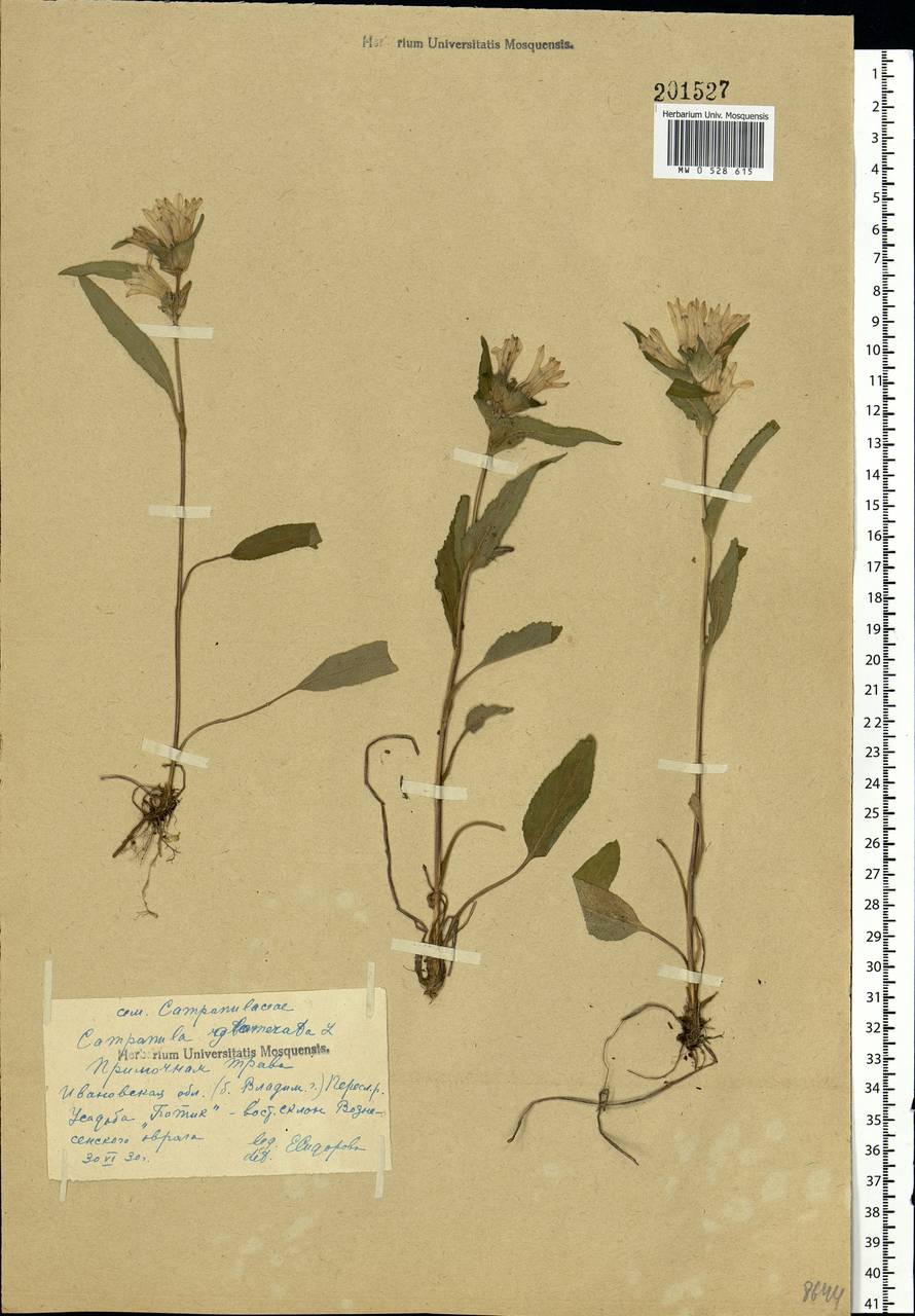 Campanula glomerata L., Eastern Europe, Central forest region (E5) (Russia)