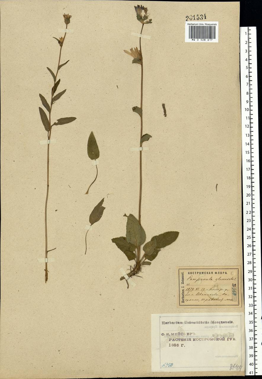 Campanula glomerata L., Eastern Europe, Central forest region (E5) (Russia)