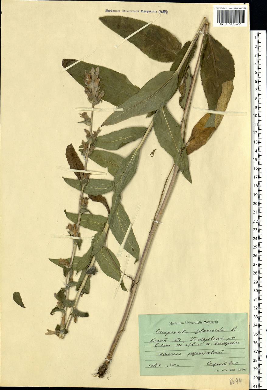 Campanula glomerata subsp. farinosa (Rochel ex Besser) Kirschl., Eastern Europe, Central forest-and-steppe region (E6) (Russia)