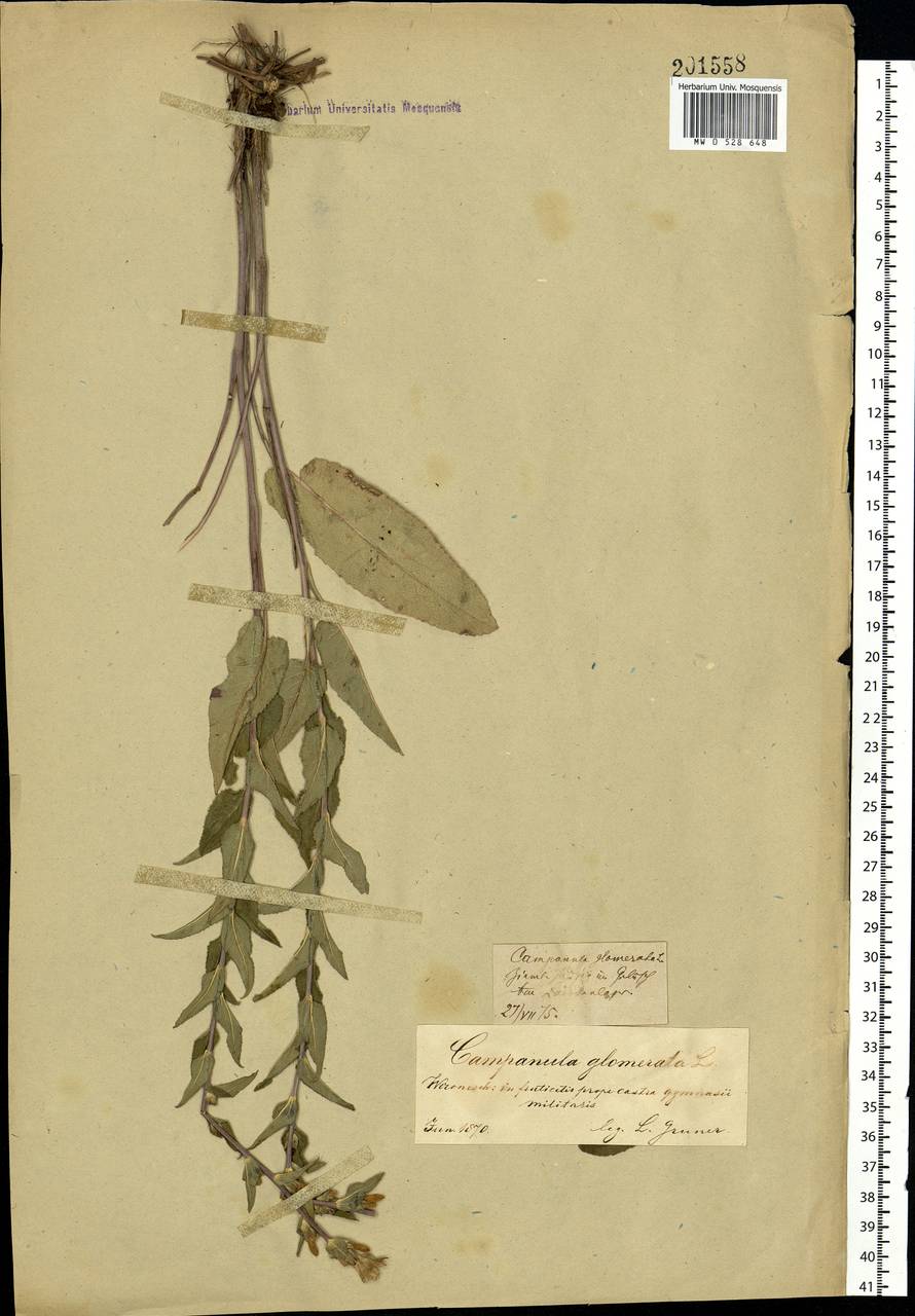 Campanula glomerata L., Eastern Europe, Central forest-and-steppe region (E6) (Russia)