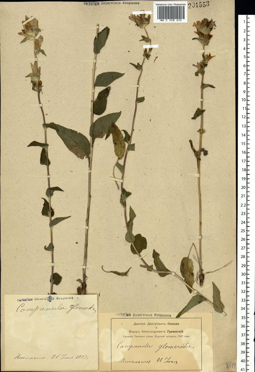 Campanula glomerata L., Eastern Europe, Central forest-and-steppe region (E6) (Russia)