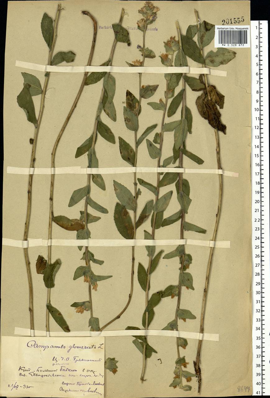 Campanula glomerata L., Eastern Europe, Central forest-and-steppe region (E6) (Russia)