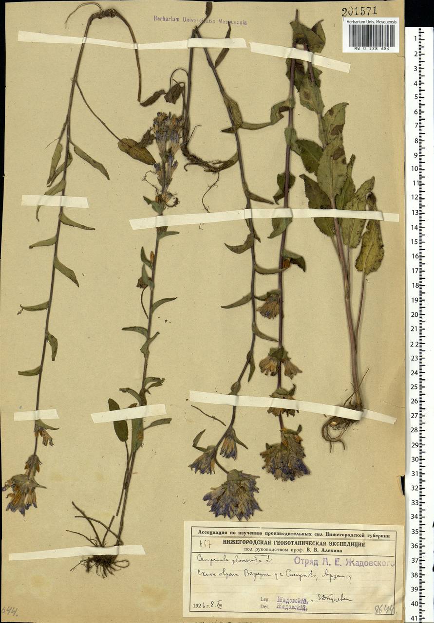 Campanula glomerata L., Eastern Europe, Volga-Kama region (E7) (Russia)