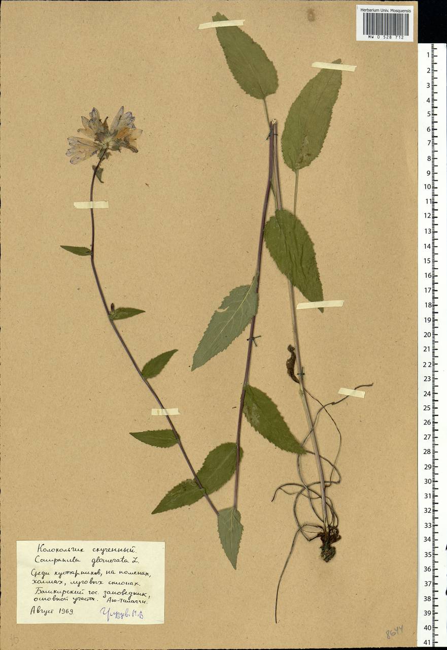 Campanula glomerata L., Eastern Europe, Eastern region (E10) (Russia)