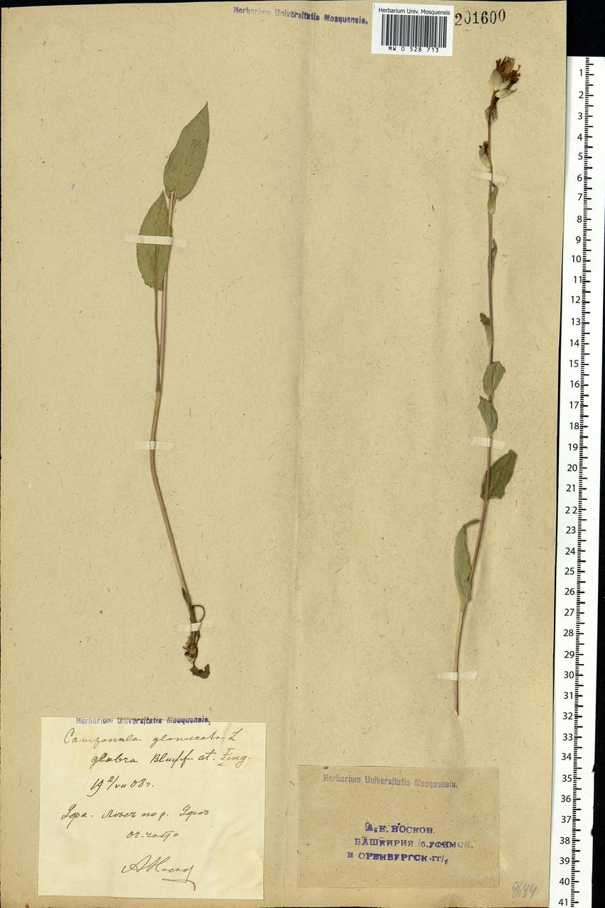 Campanula glomerata L., Eastern Europe, Eastern region (E10) (Russia)