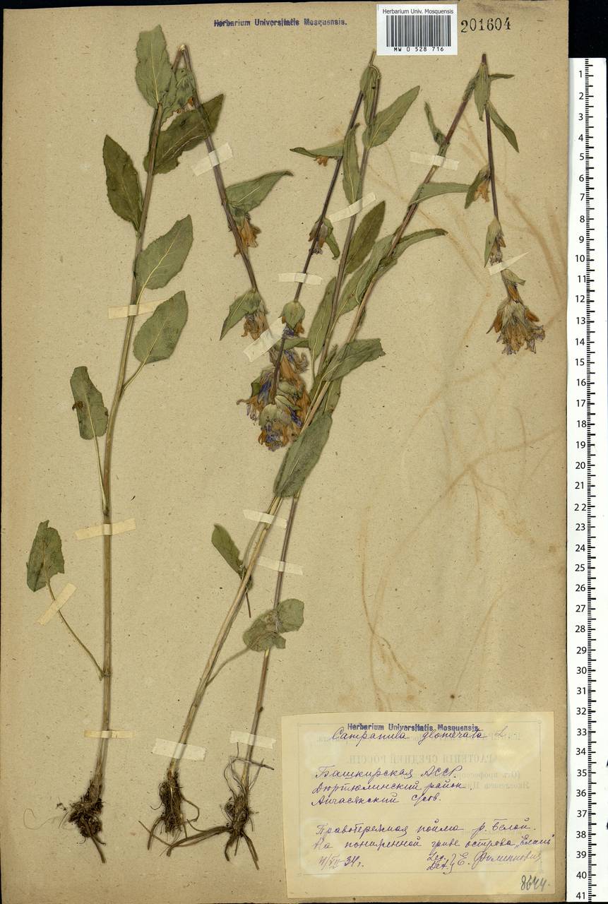 Campanula glomerata L., Eastern Europe, Eastern region (E10) (Russia)