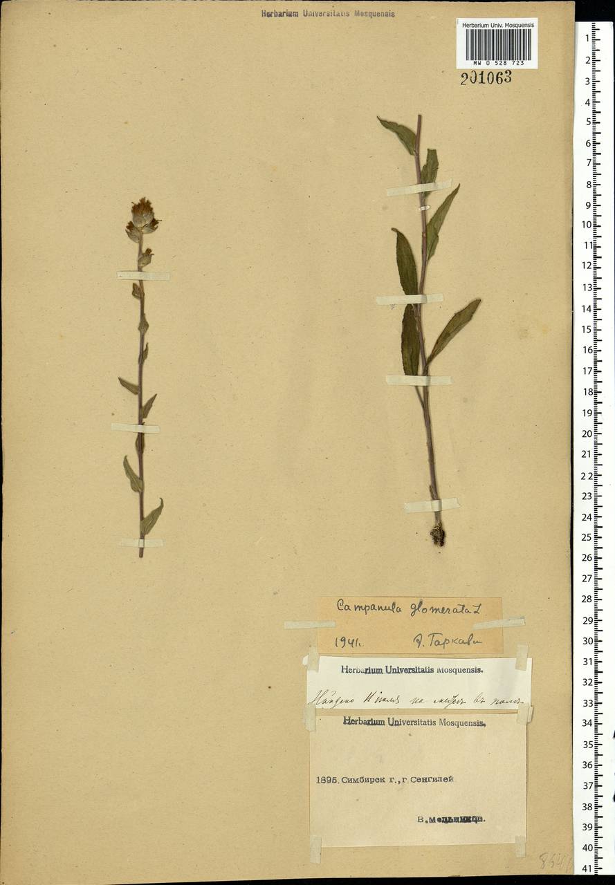 Campanula glomerata L., Eastern Europe, Middle Volga region (E8) (Russia)