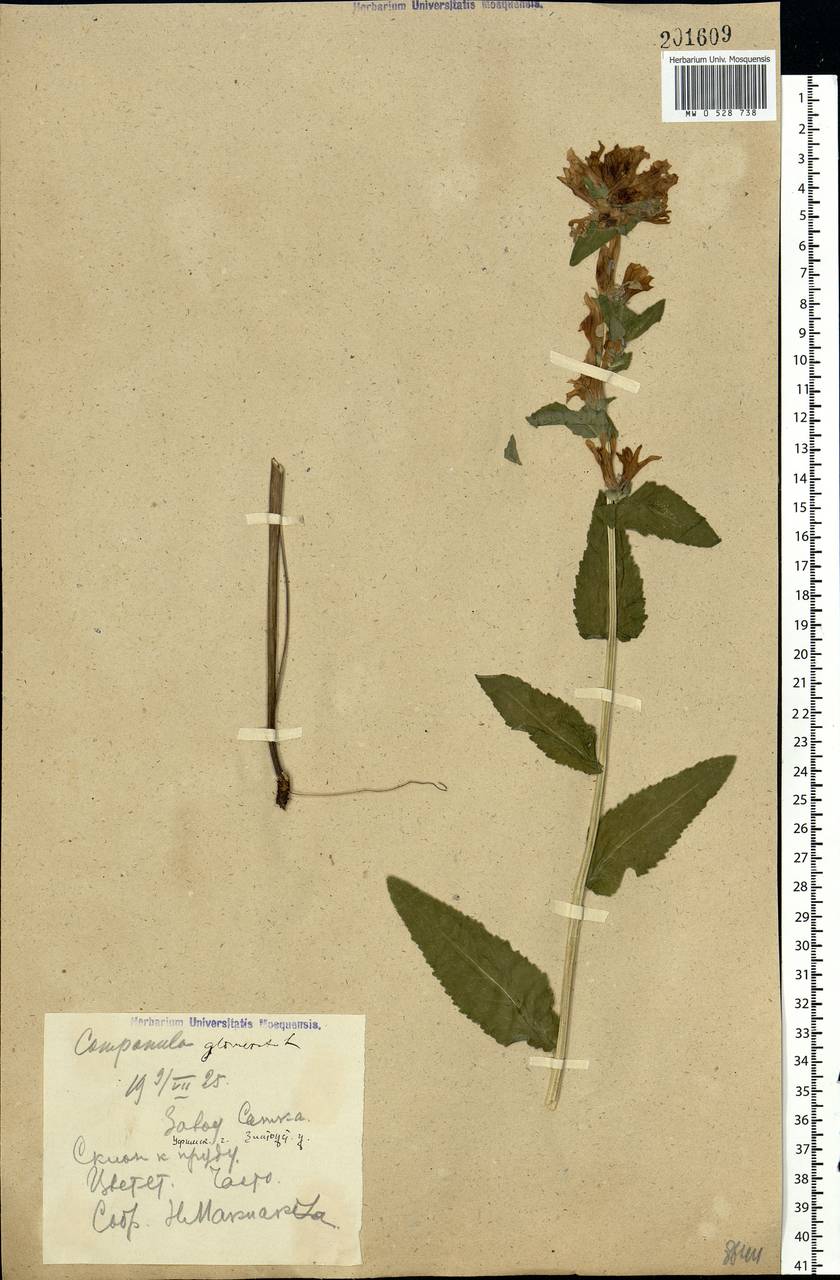 Campanula glomerata L., Eastern Europe, Eastern region (E10) (Russia)