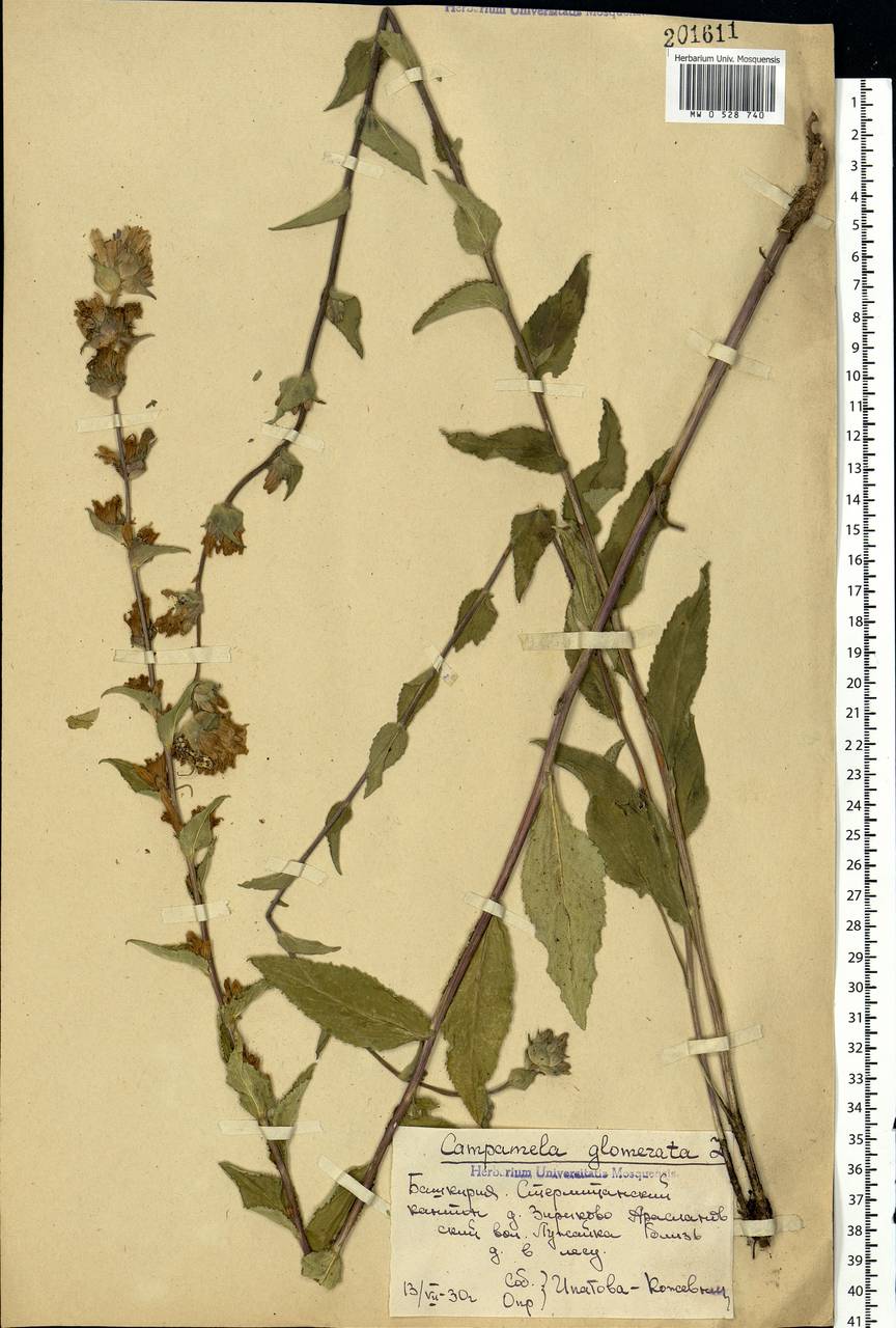 Campanula glomerata L., Eastern Europe, Eastern region (E10) (Russia)