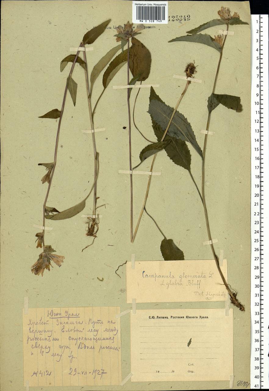 Campanula glomerata L., Eastern Europe, Eastern region (E10) (Russia)