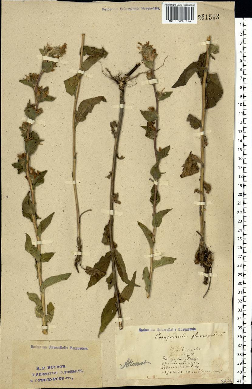 Campanula glomerata L., Eastern Europe, Eastern region (E10) (Russia)