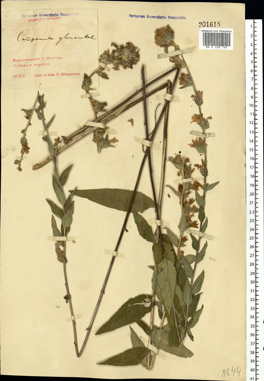 Campanula glomerata L., Eastern Europe, North Ukrainian region (E11) (Ukraine)