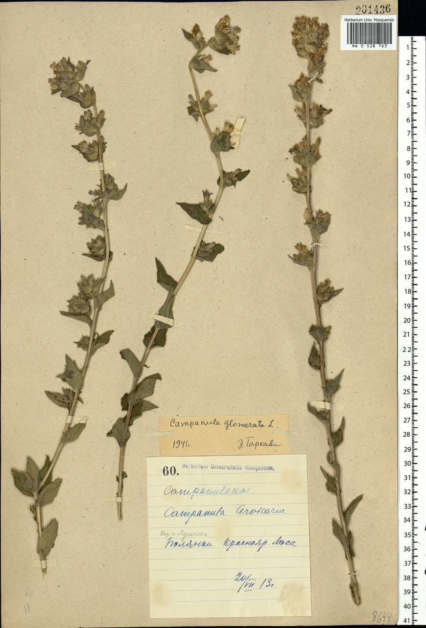Campanula glomerata L., Eastern Europe, North Ukrainian region (E11) (Ukraine)