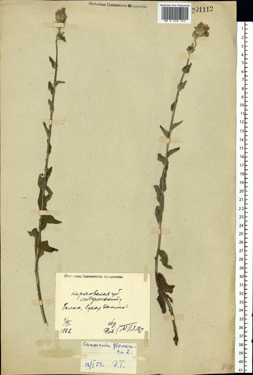 Campanula glomerata L., Eastern Europe, North Ukrainian region (E11) (Ukraine)