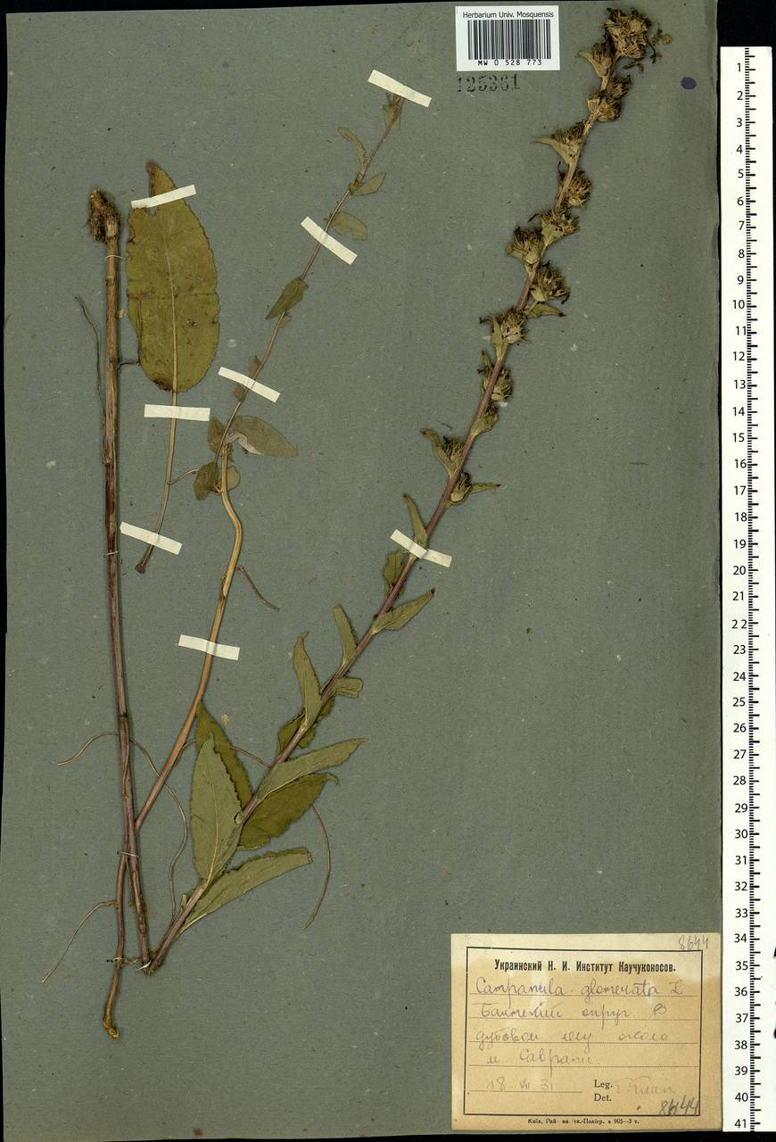 Campanula glomerata L., Eastern Europe, South Ukrainian region (E12) (Ukraine)